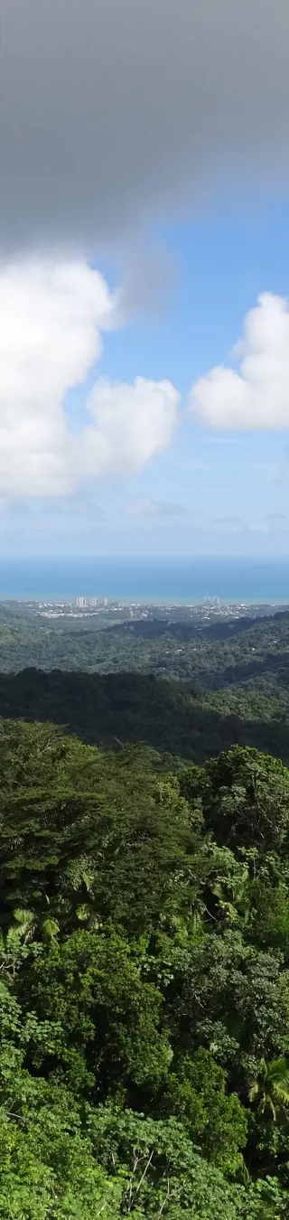 Erwandere den tropischen Regenwald El Yunque